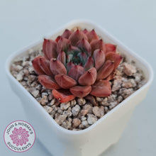 Load image into Gallery viewer, Echeveria &#39;Katyusha&#39; - John &amp; Norma&#39;s Succulents Australia
