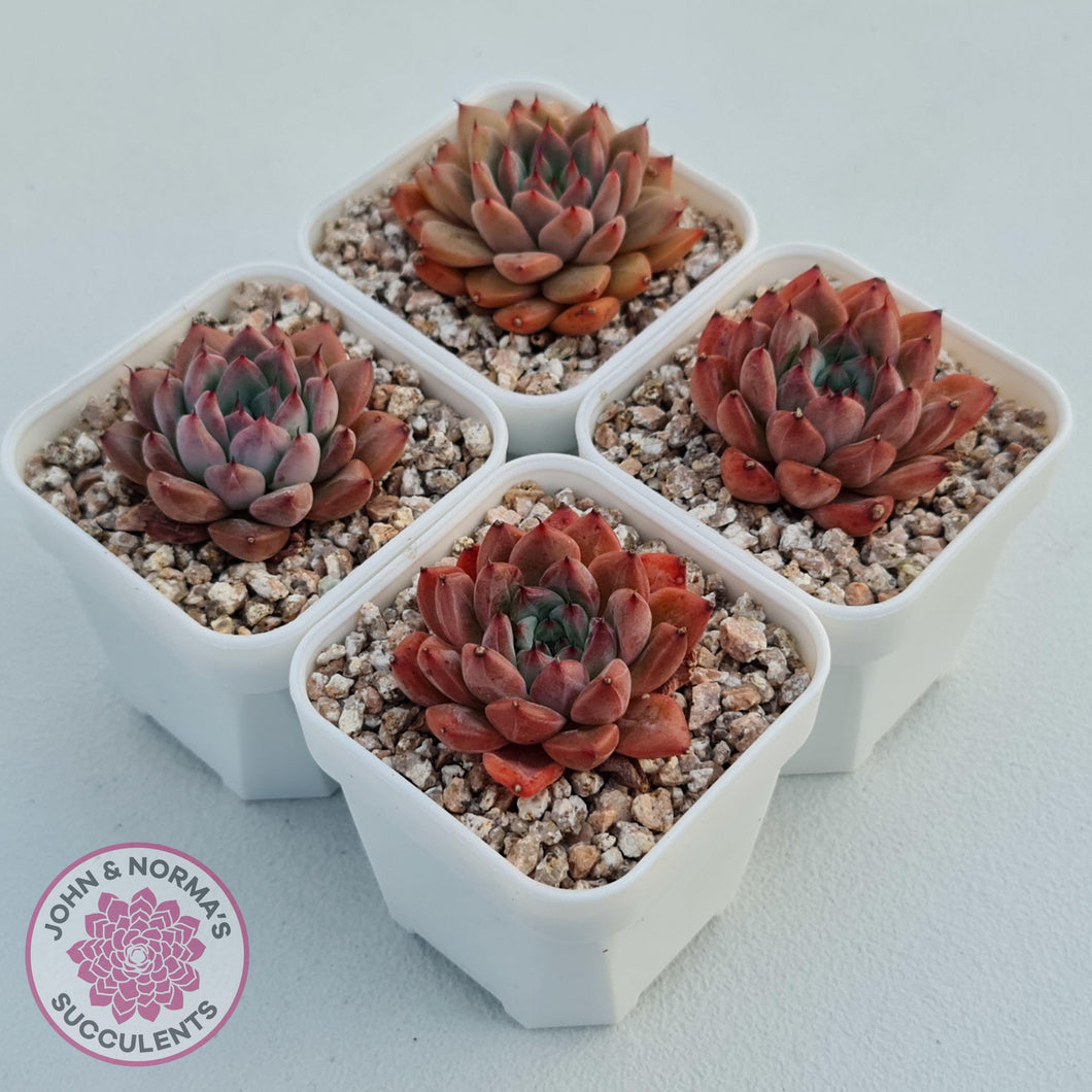 Echeveria 'Katyusha' - John & Norma's Succulents Australia