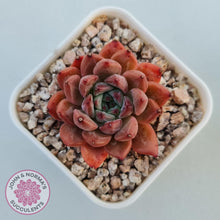 Load image into Gallery viewer, Echeveria &#39;Katyusha&#39; - John &amp; Norma&#39;s Succulents Australia
