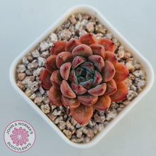 Load image into Gallery viewer, Echeveria &#39;Katyusha&#39; - John &amp; Norma&#39;s Succulents Australia
