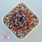 Echeveria 'Katyusha'