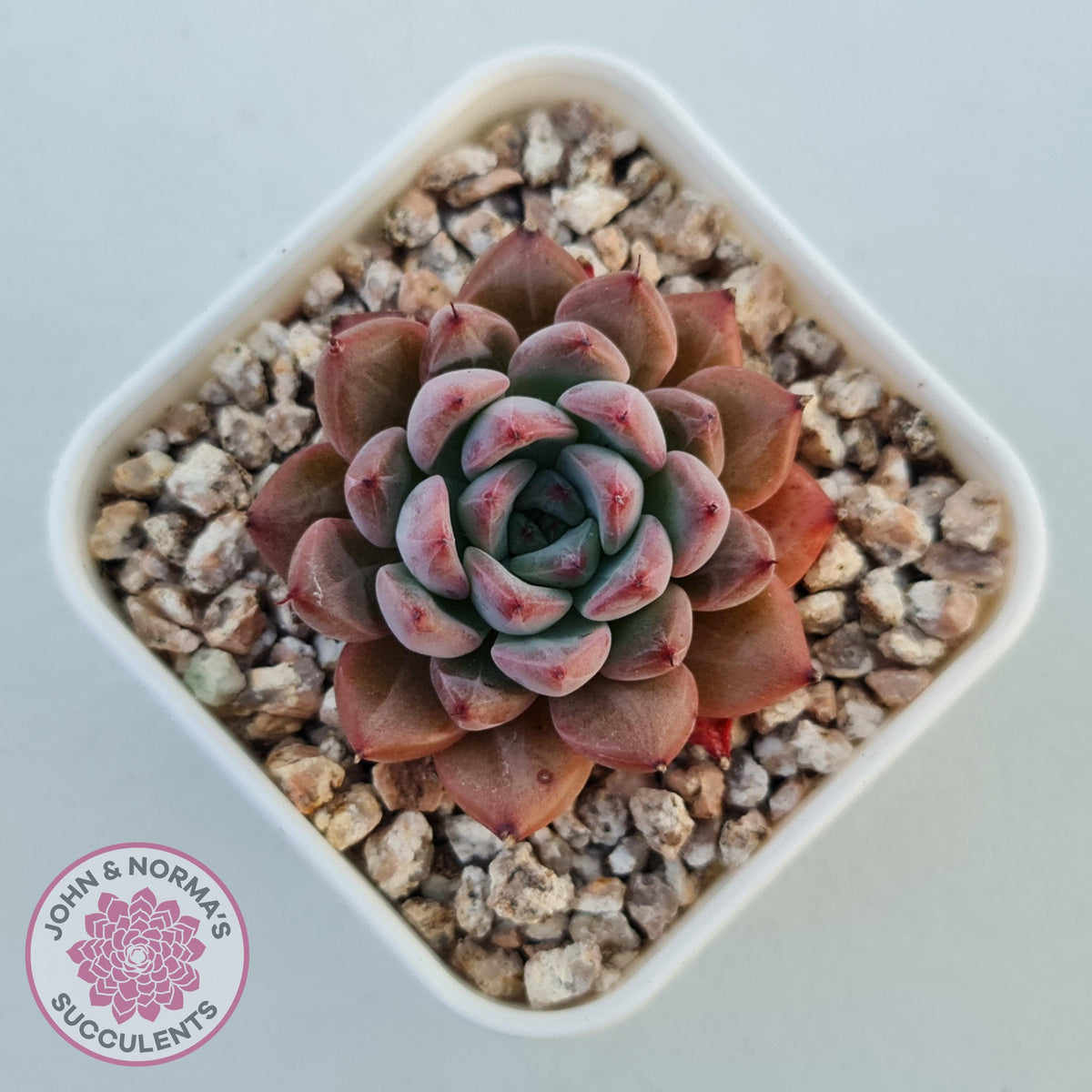 Echeveria 'Katyusha'