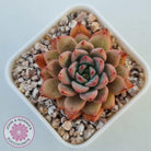 Echeveria 'Katyusha'