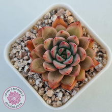 Load image into Gallery viewer, Echeveria &#39;Katyusha&#39; - John &amp; Norma&#39;s Succulents Australia
