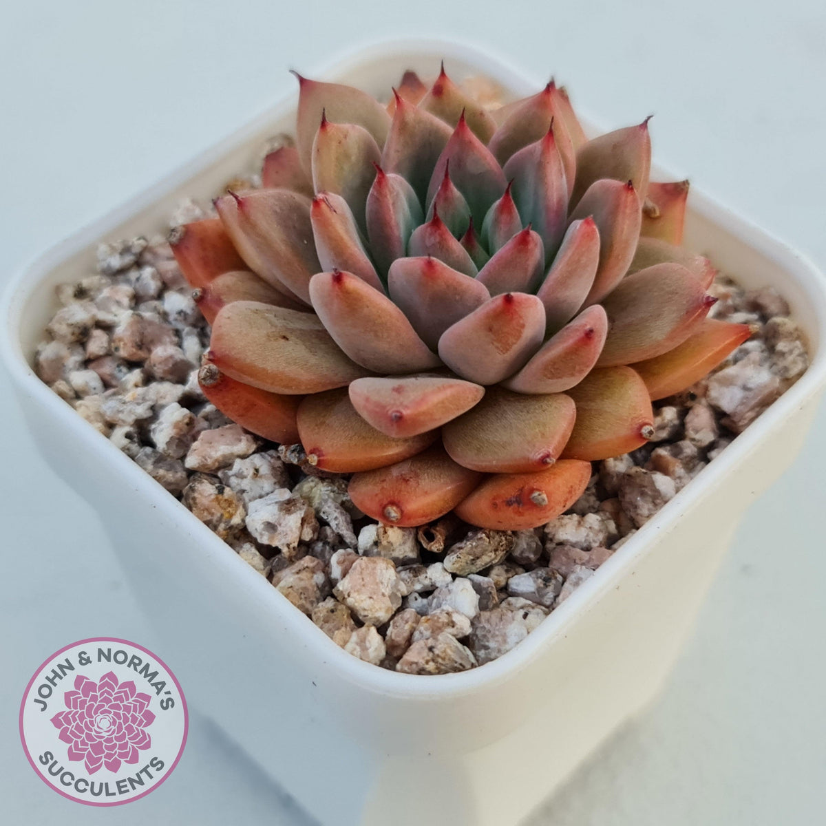 Echeveria 'Katyusha'
