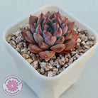 Echeveria 'Katyusha'
