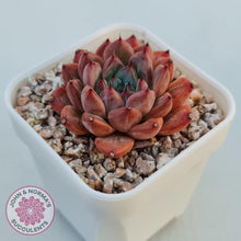 Load image into Gallery viewer, Echeveria &#39;Katyusha&#39; - John &amp; Norma&#39;s Succulents Australia
