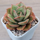 Echeveria 'Kissing'