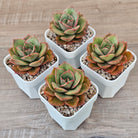 Echeveria 'Kissing'