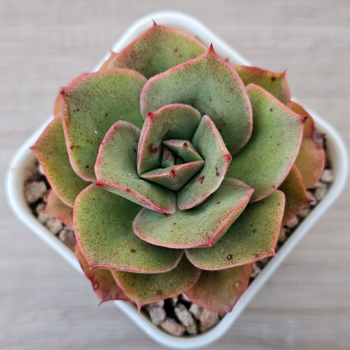 Echeveria 'Kissing'
