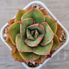Echeveria 'Kissing'
