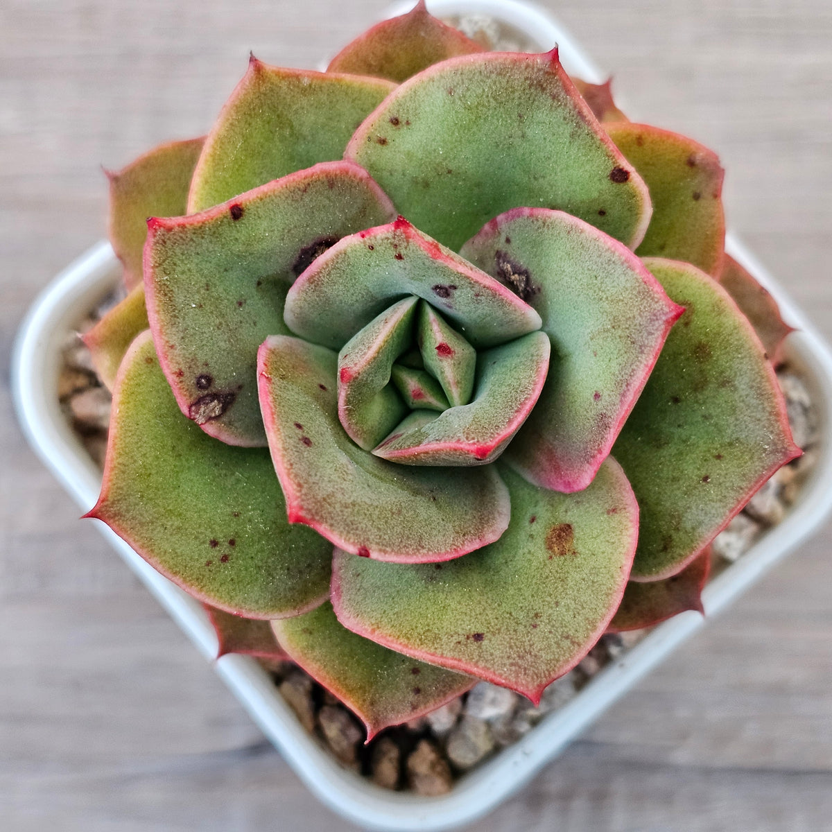 Echeveria 'Kissing'