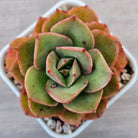 Echeveria 'Kissing'