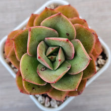 Load image into Gallery viewer, Echeveria &#39;Kissing&#39;
