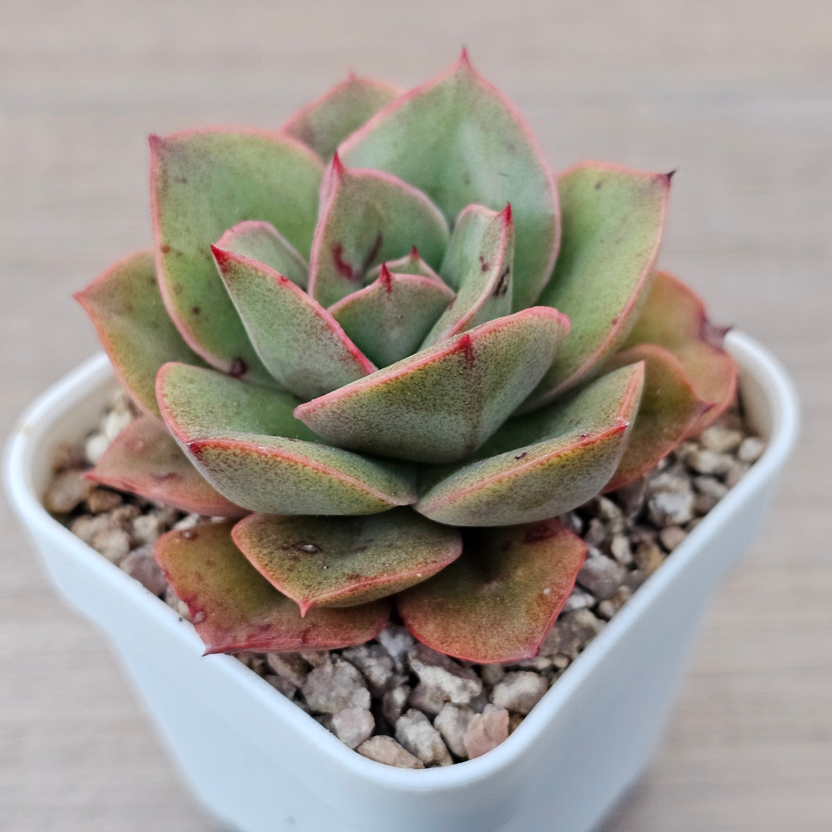 Echeveria 'Kissing'
