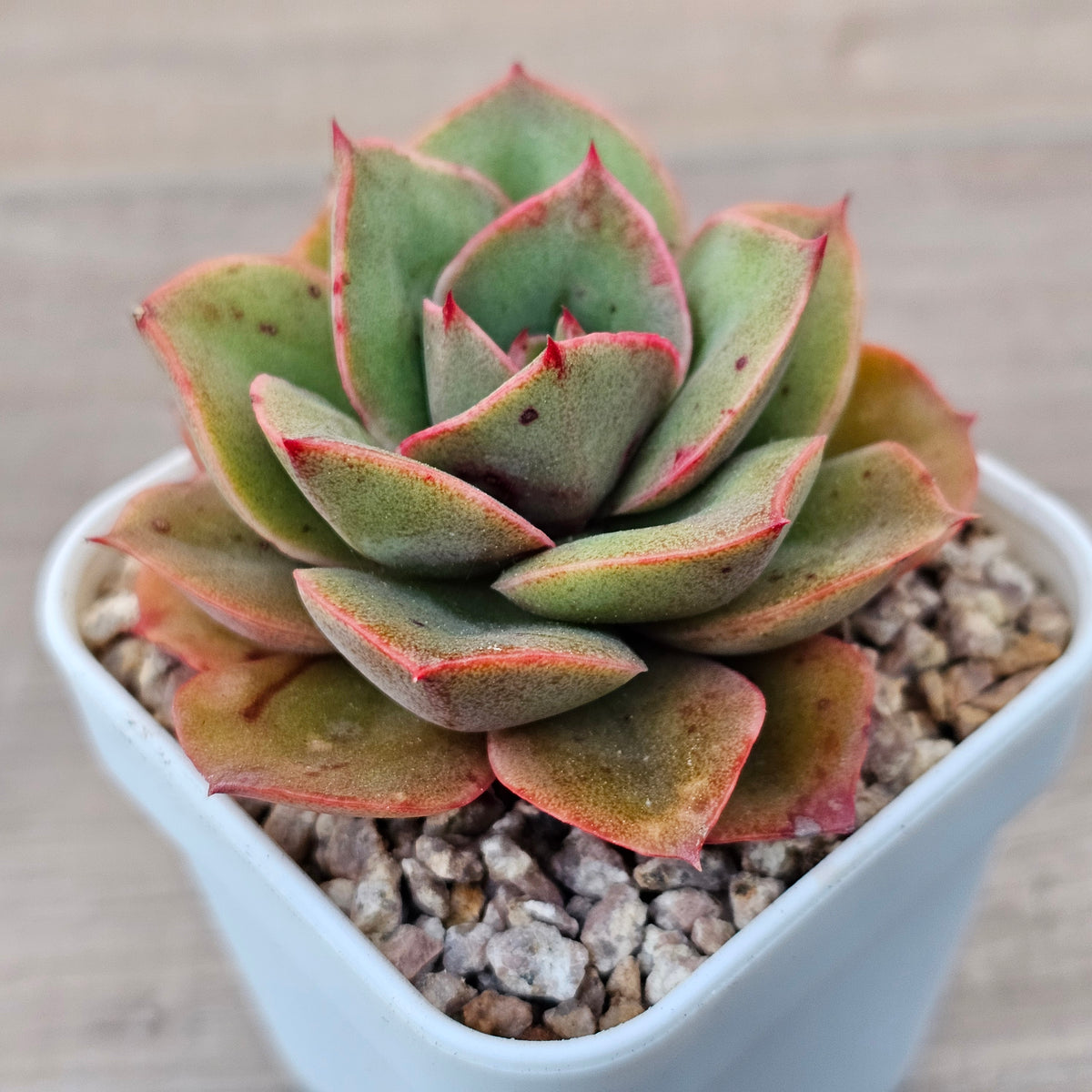 Echeveria 'Kissing'