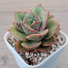Echeveria 'Kissing'