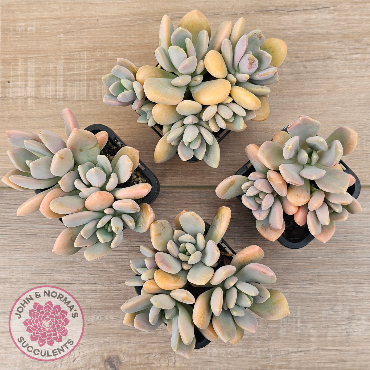 Echeveria X Lady Grey