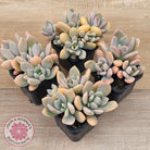 Echeveria X Lady Grey