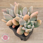 Echeveria X Lady Grey