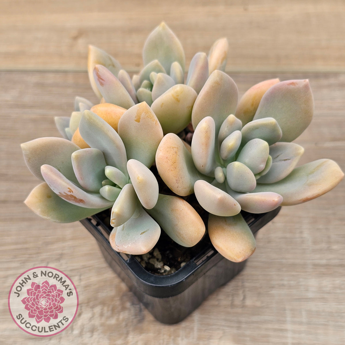 Echeveria X Lady Grey