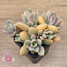 Echeveria X Lady Grey