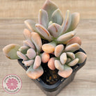 Echeveria X Lady Grey