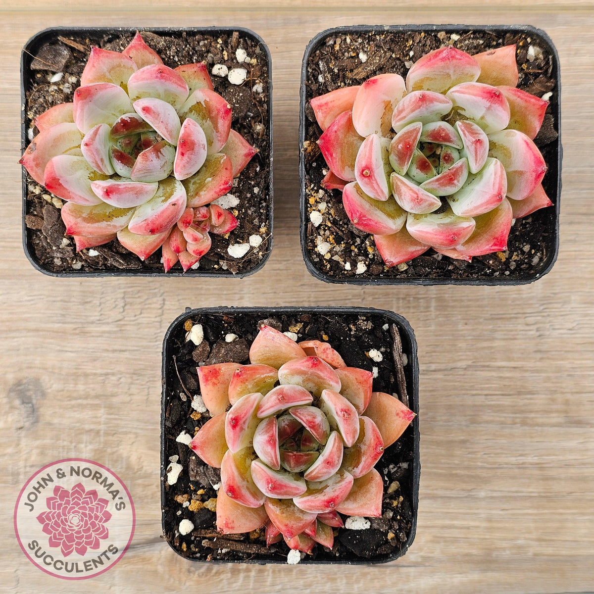 Echeveria Laui X Pulidonis Mexican form
