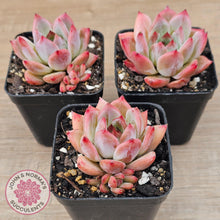 Load image into Gallery viewer, Echeveria Laui X Pulidonis Mexican form - John &amp; Norma&#39;s Succulents Australia
