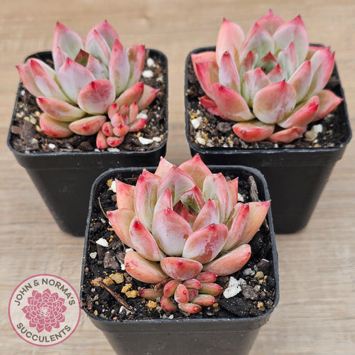 Echeveria Laui X Pulidonis Mexican form - John & Norma's Succulents Australia