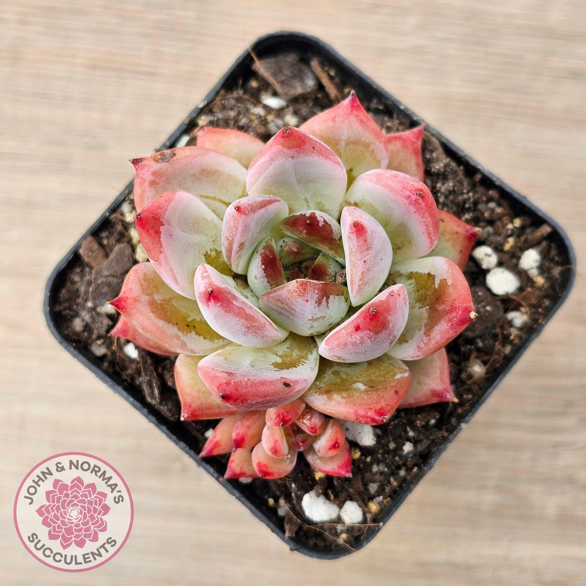 Echeveria Laui X Pulidonis Mexican form