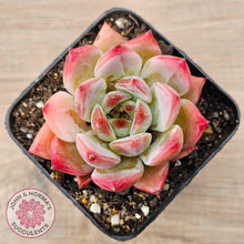 Load image into Gallery viewer, Echeveria Laui X Pulidonis Mexican form - John &amp; Norma&#39;s Succulents Australia
