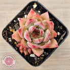 Echeveria Laui X Pulidonis Mexican form