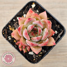 Load image into Gallery viewer, Echeveria Laui X Pulidonis Mexican form - John &amp; Norma&#39;s Succulents Australia
