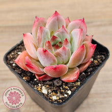 Load image into Gallery viewer, Echeveria Laui X Pulidonis Mexican form - John &amp; Norma&#39;s Succulents Australia
