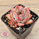 Echeveria Laui X Pulidonis Mexican form