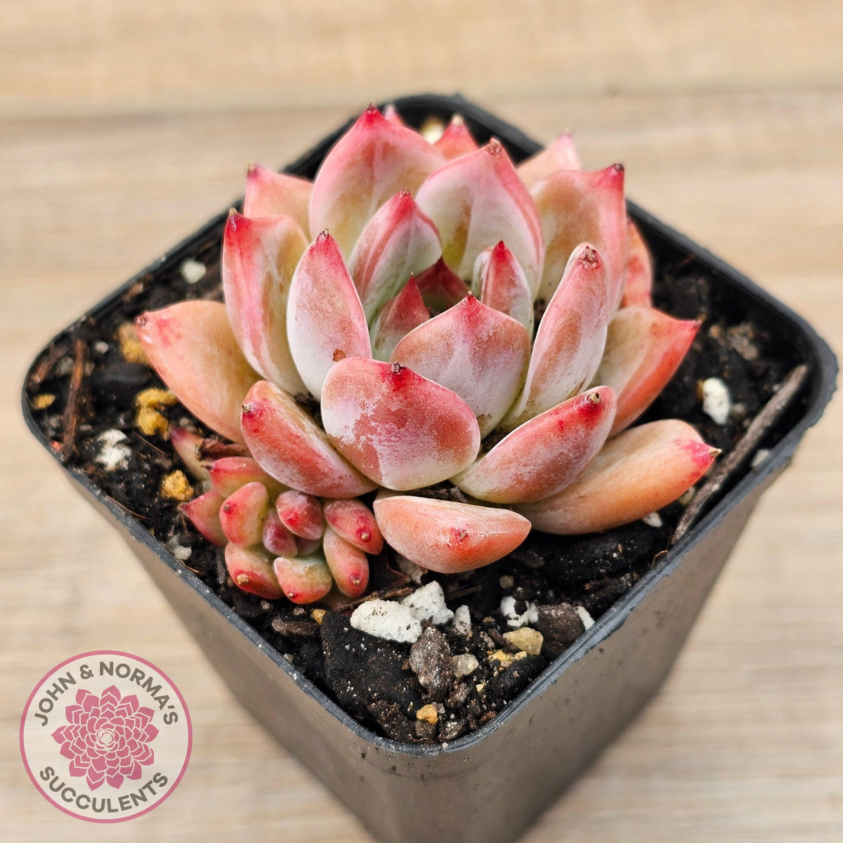 Echeveria Laui X Pulidonis Mexican form