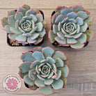 Echeveria laulensis