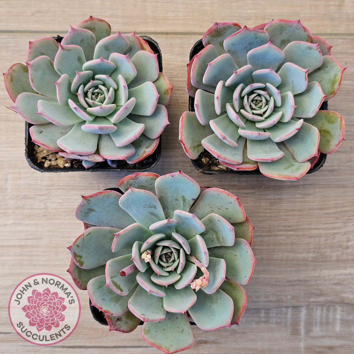 Echeveria laulensis