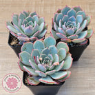 Echeveria laulensis