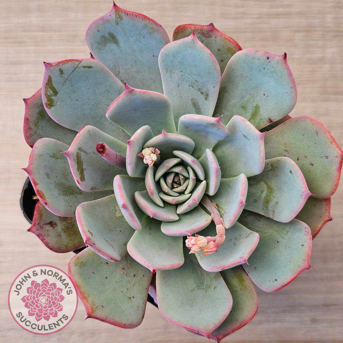 Echeveria laulensis