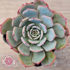Echeveria laulensis