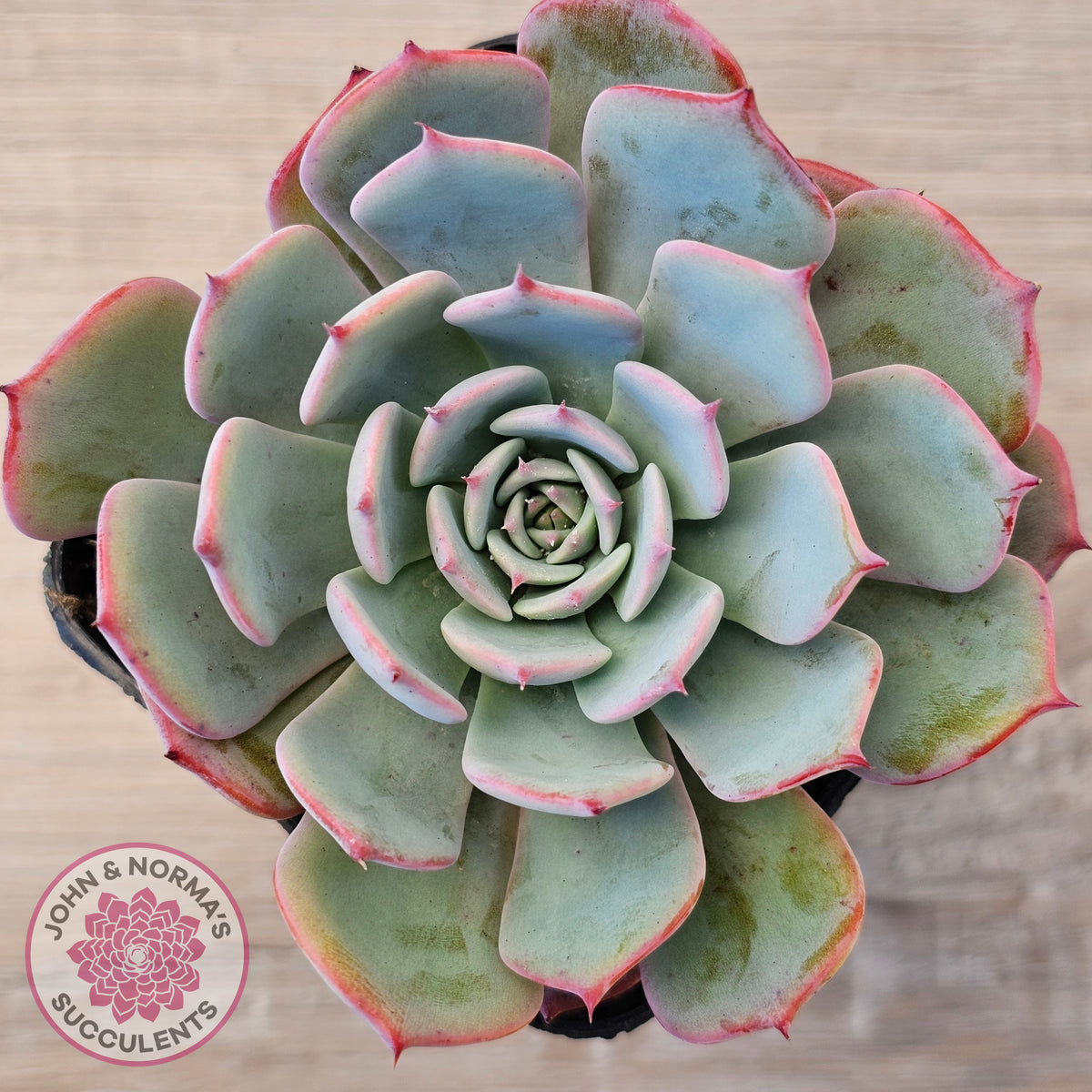 Echeveria laulensis