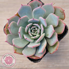 Echeveria laulensis