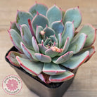 Echeveria laulensis