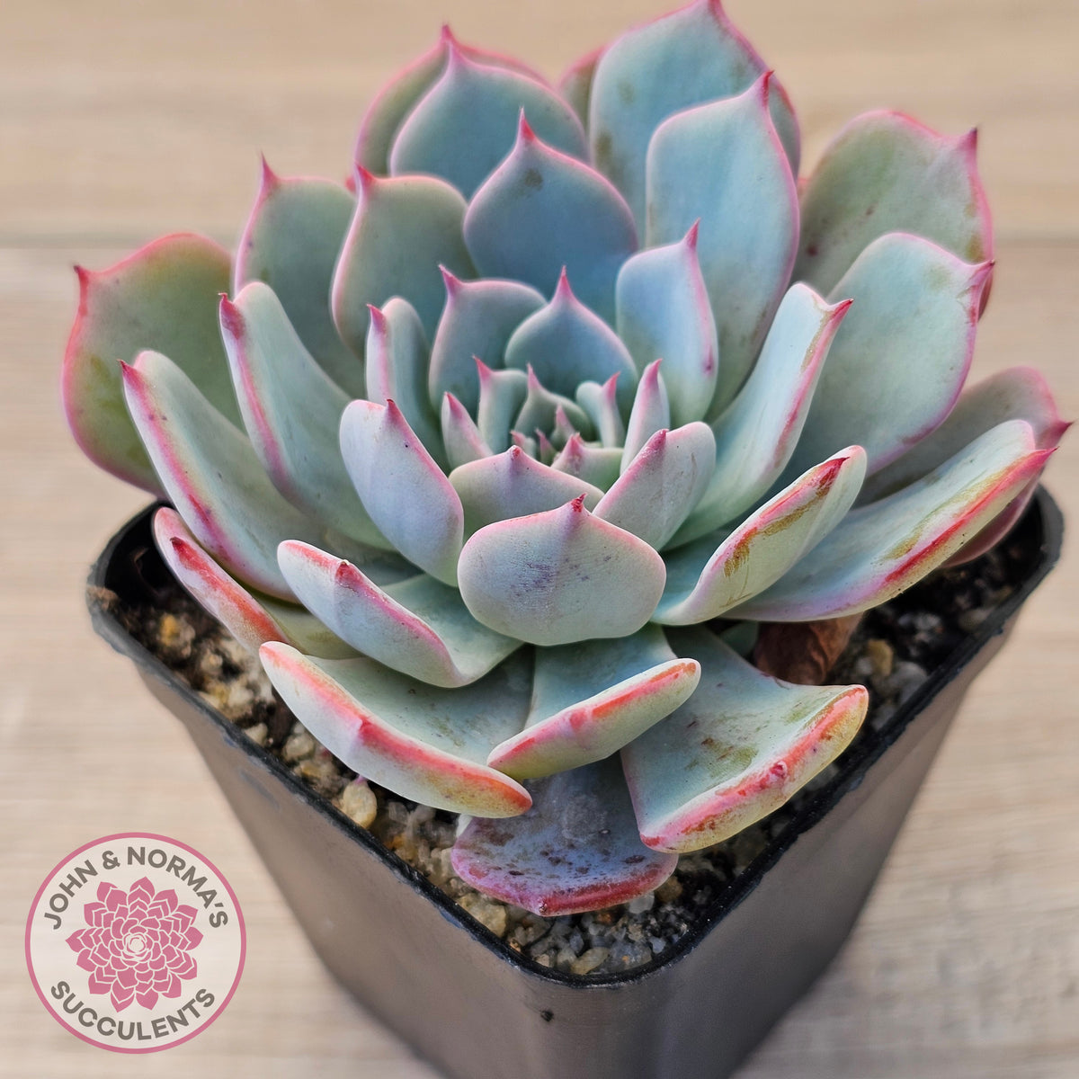 Echeveria laulensis