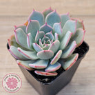 Echeveria laulensis