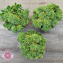 Load image into Gallery viewer, Echeveria 'Leisal' Crested (lg)
