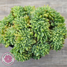 Load image into Gallery viewer, Echeveria 'Leisal' Crested (lg)

