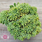 Echeveria 'Leisal' Crested (lg)